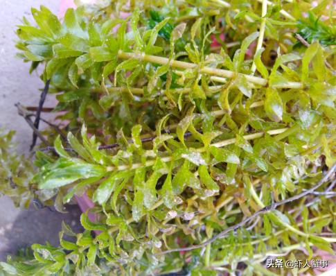 龙虾养殖青苔怎么清理,龙虾塘水草发黄怎么补救