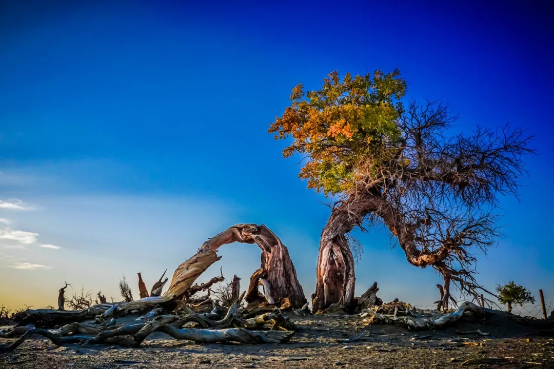 秋天去额济纳旅游感受,10月底额济纳旗旅游推荐