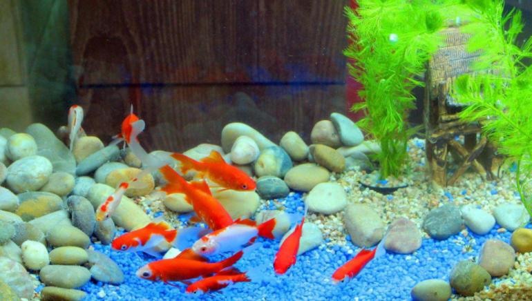 水池下面可以养绿萝吗,飘窗鱼缸里养绿萝