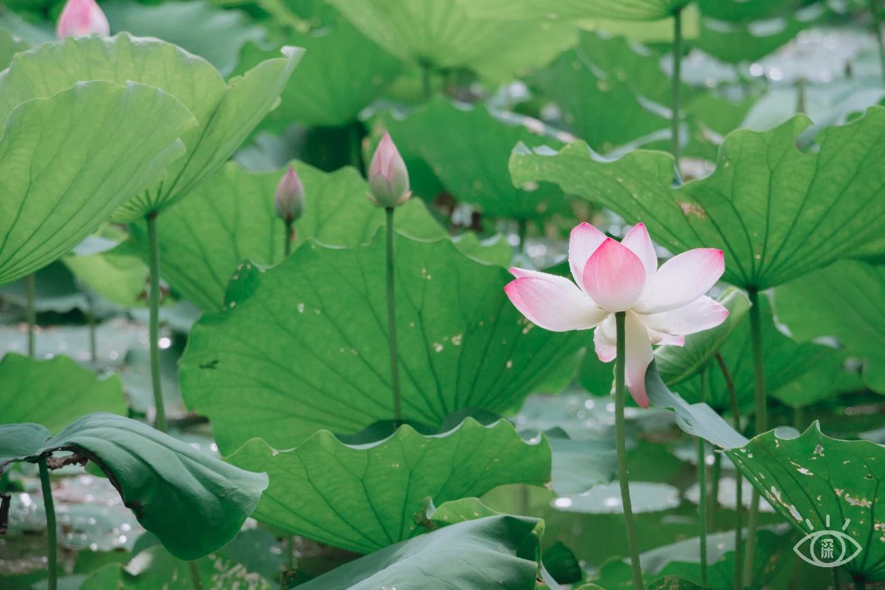 深圳洪湖公园7月18号还有荷花吗,深圳洪湖公园现在有荷花开吗