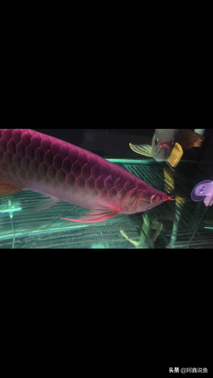 红龙最近老是蒙眼怎么办,红龙蒙眼用什么药最好