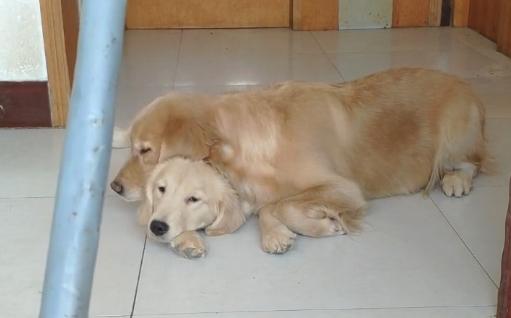 狗狗更爱主人还是幼崽,小狗狗知道主人爱它吗