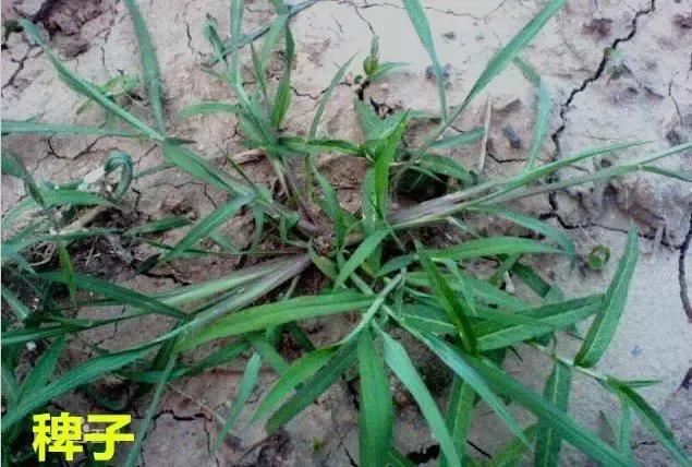 防治杂草最有效的方法,常见十大抗性杂草的除草方案