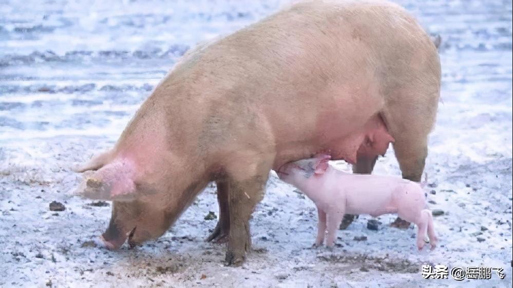 了解母猪生产周期,如何看出母猪的生理周期