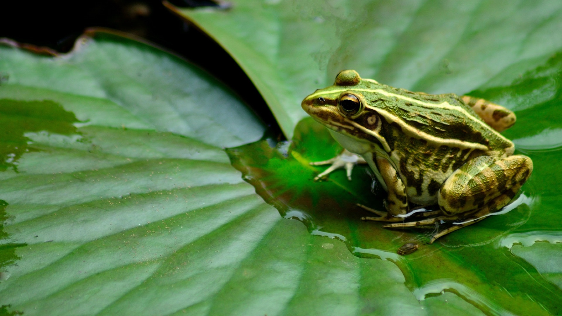 林蛙养殖:中国林蛙水中越冬,陆地越冬,繁殖孵化