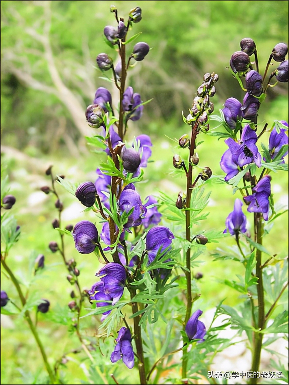 雪上一枝蒿功效与作用,中药雪上一枝蒿的别名是什么