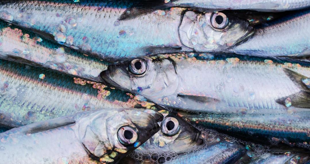 德川幕府锁国令,德川幕府锁国令影响