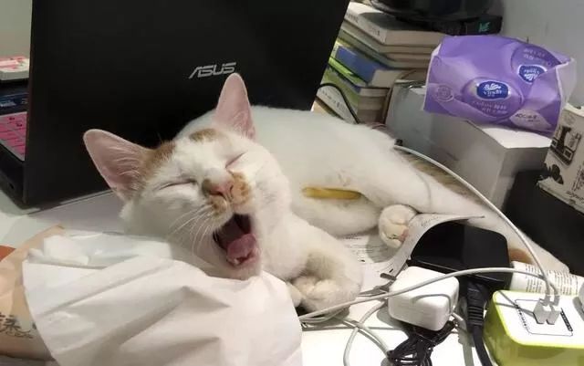 如何不洗澡让猫咪的毛发干净,怎么可以让猫咪不掉毛