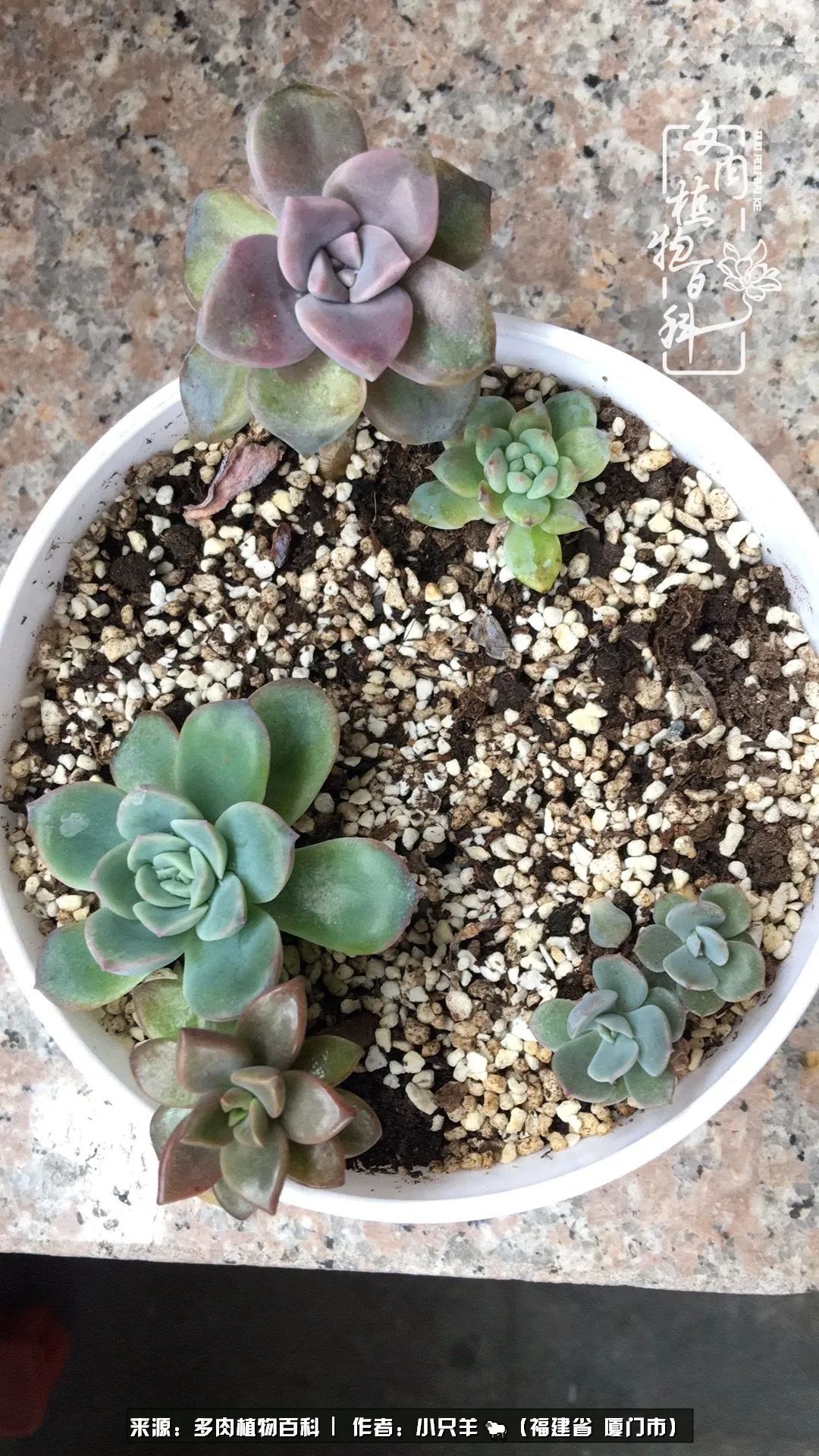 多肉像葡萄一样,多肉像铃兰一样