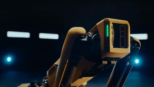 抖音网红大黄狗,网红狗大黄走红视频