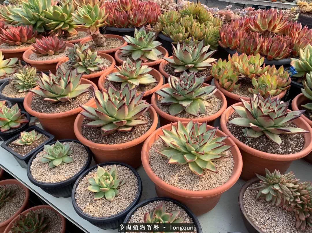 肉叔带你走遍韩国多肉大棚,记一次精彩的采摘之旅