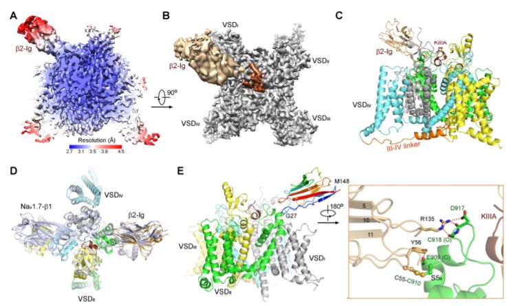中国冷冻电镜技术进展,冷冻电镜最新研究
