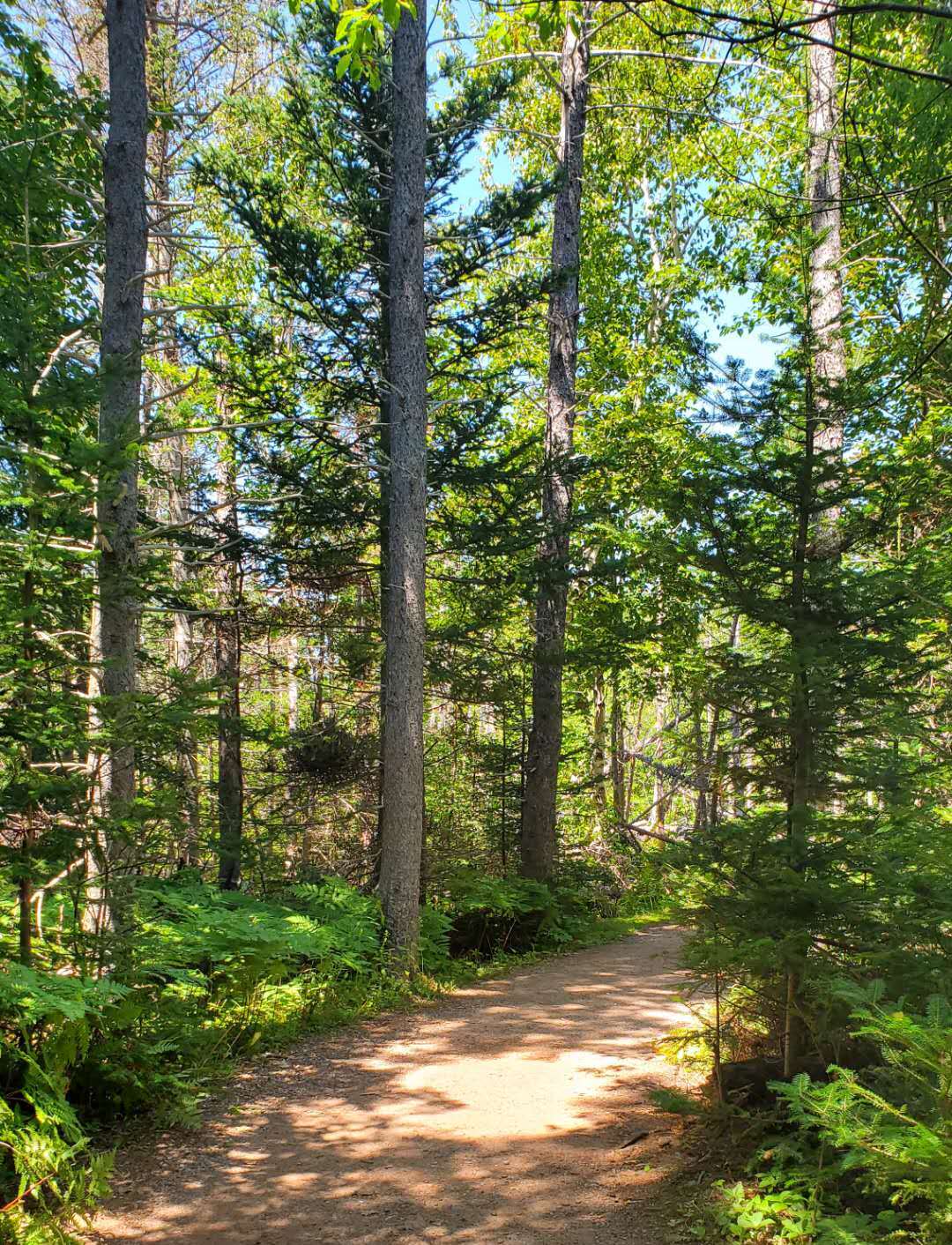 加拿大地图爱德华王子岛,加拿大的爱德华王子岛