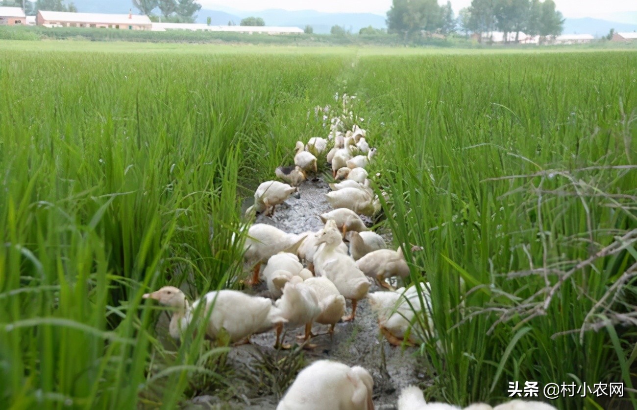 返乡创业养殖黑山羊经历,适合农村创业养殖的6个项目