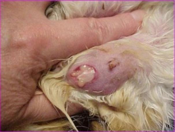 猫宫蓄脓什么症状,猫治疗乳腺炎吃什么药