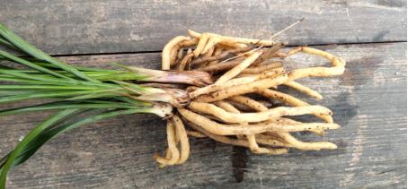 养兰花得雅趣,养兰知识大全