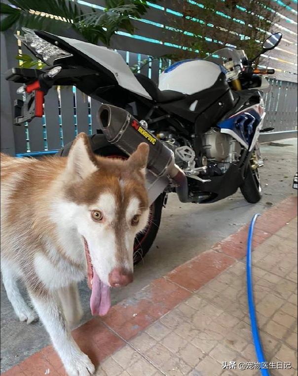 网友花十几万买了宝马摩托车，回家后发现坐垫被狗咬破，心态崩了