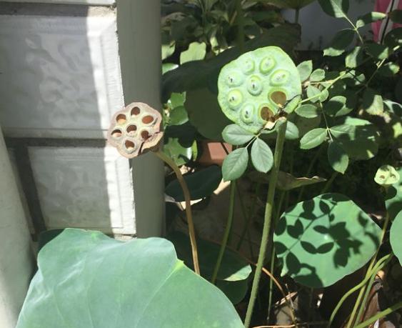 碗莲结了莲蓬怎样养?搞清楚这几点,花后养护更简单