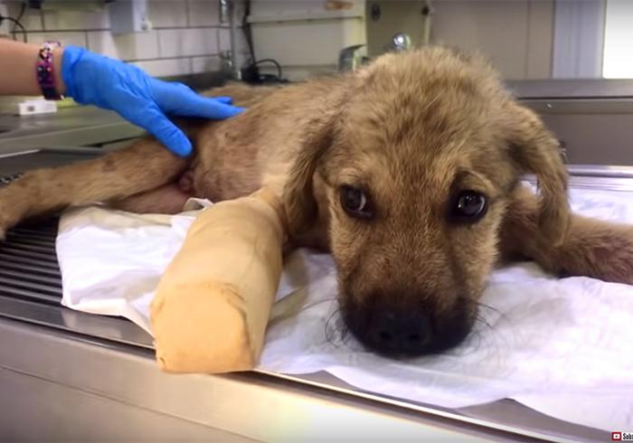 狗狗贫血缺钙怎么补最好,狗狗贫血严重除了输血还能怎么办