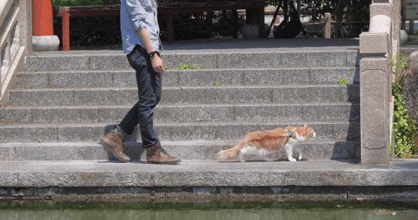 千万不要和对象一起养猫,为什么不能和养猫的男生谈恋爱