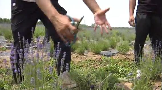 普罗旺斯古城花海,普罗旺斯滑县