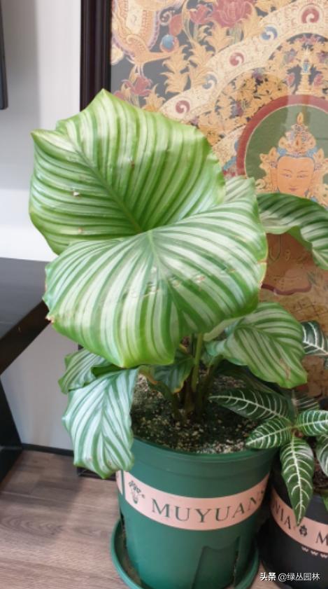 武汉养花技术哪里培训,北京养花小技巧