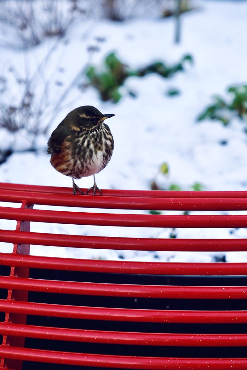 飘雪的季节,你要来一次冰岛(附冬季环游攻略)