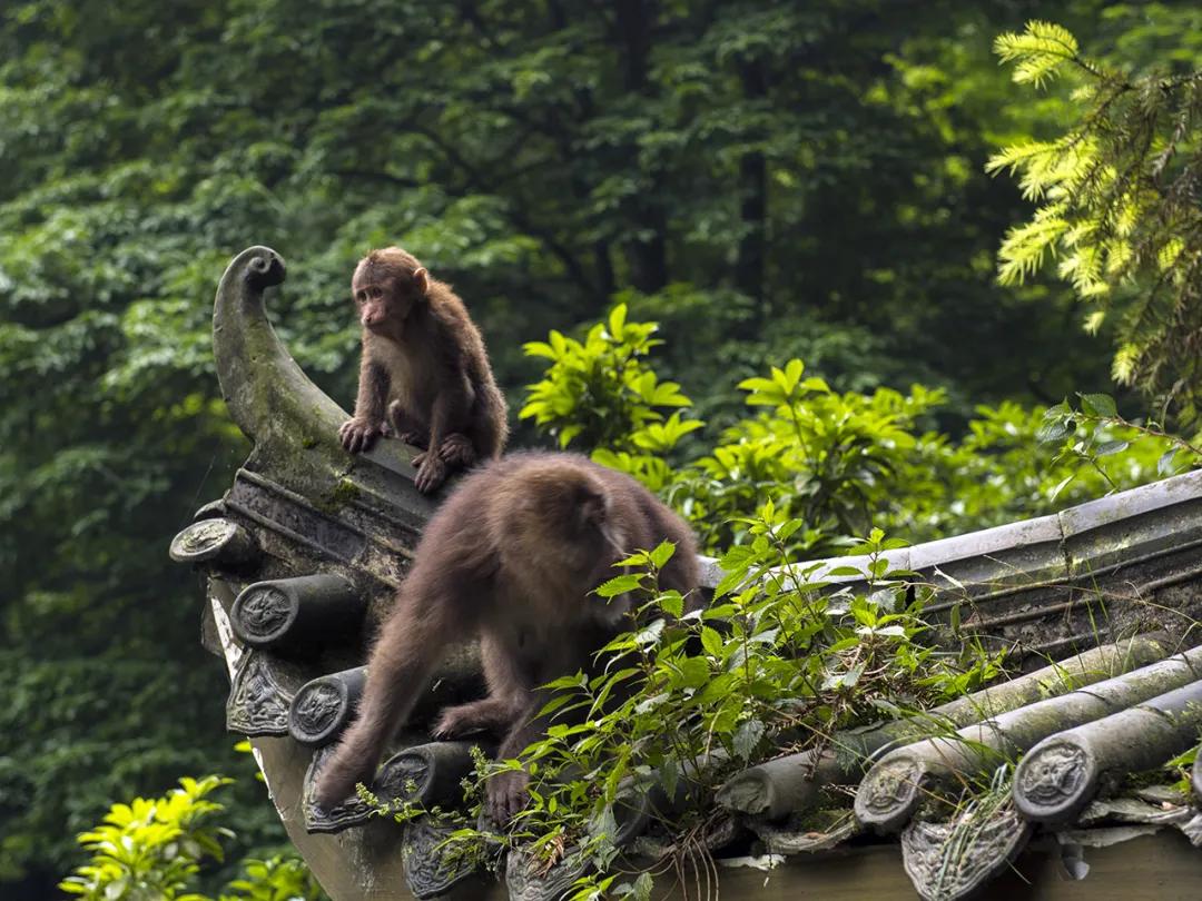 峨眉十大网红打卡地,峨眉网红打卡景点