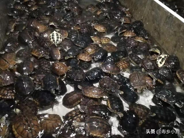 养龟需要做什么准备,养龟必须要有哪些东西