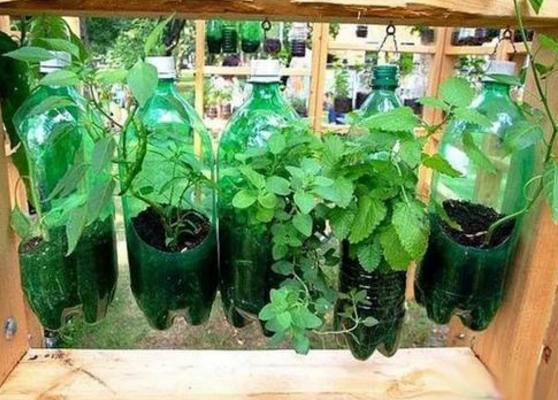 养花不用买花盆既省钱又好看,养花新手怎么养花盆好看