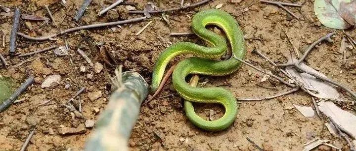 深圳毒蛇分布 (毒蛇高发地区)