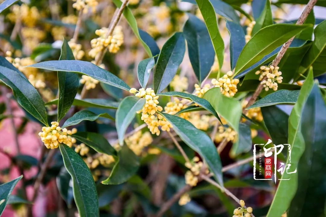 商丘花鸟批发基地,商丘花鸟市场地址