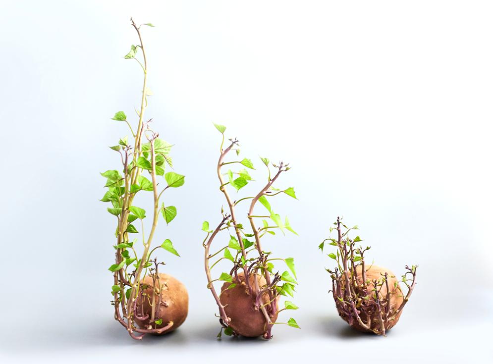 一幼儿园被曝果蔬变质,幼儿园食堂禁止食用的蔬菜