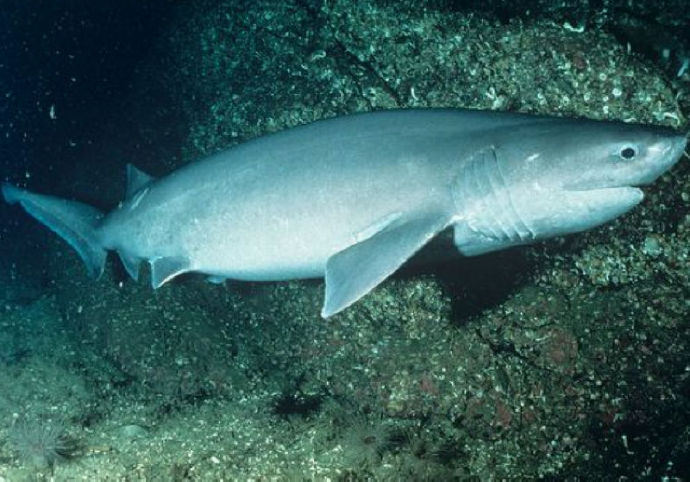 观赏鱼鲨鱼种类图片大全,鲨鱼百科知识大全幼儿