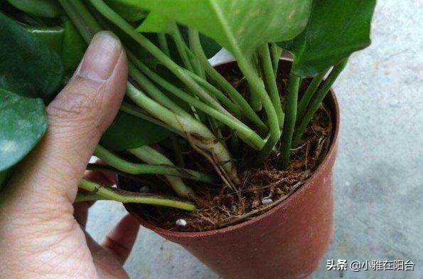 绿萝叶片发黑，10天喷一次这，一个月变绿油油，叶片多，爬藤快！