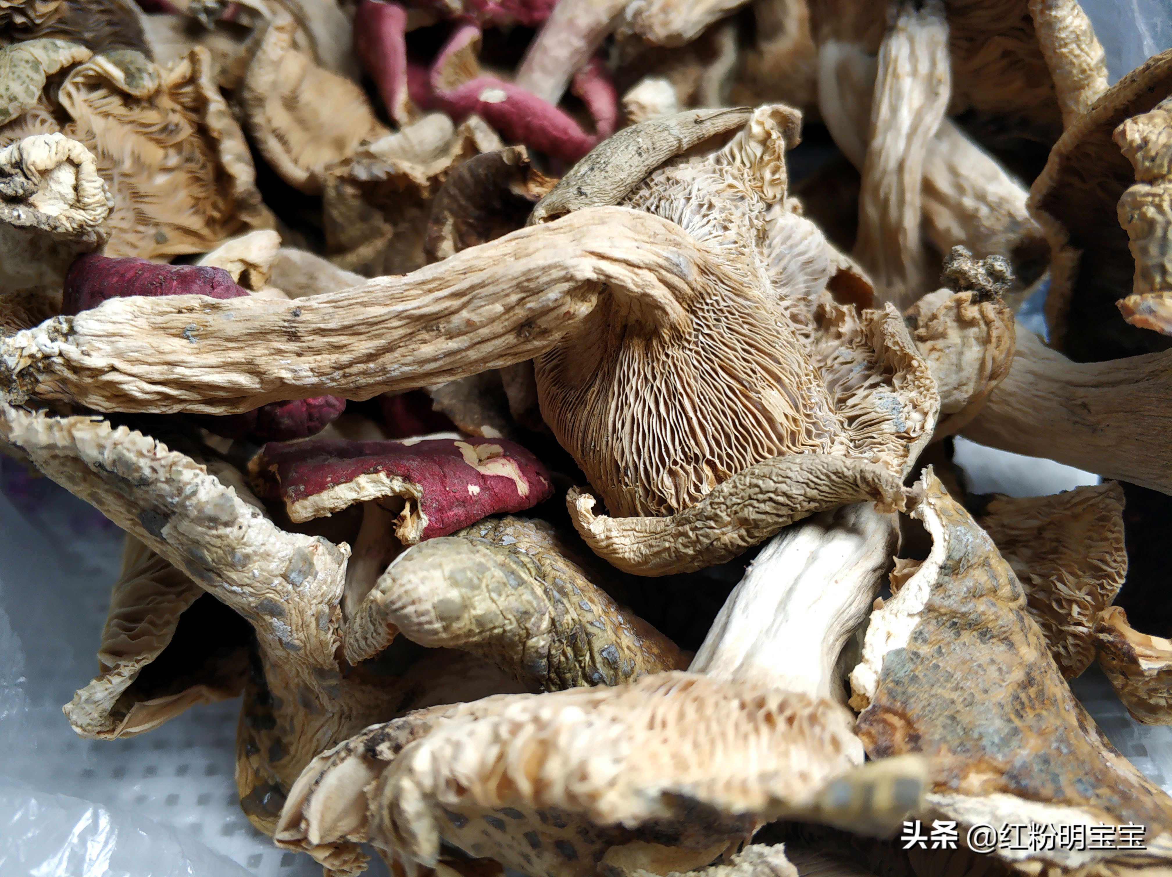 野生蘑菇，大山里的美味牛肝菌｜红菇，有钱也很难买得到