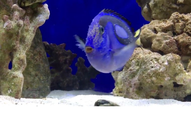 如何拯救海洋,该怎么拯救大海