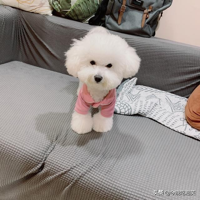 如何挑选好的比熊狗,怎么挑选一只宠物级比熊犬