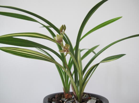 最好养的兰花品种排行榜,奇香兰花品种