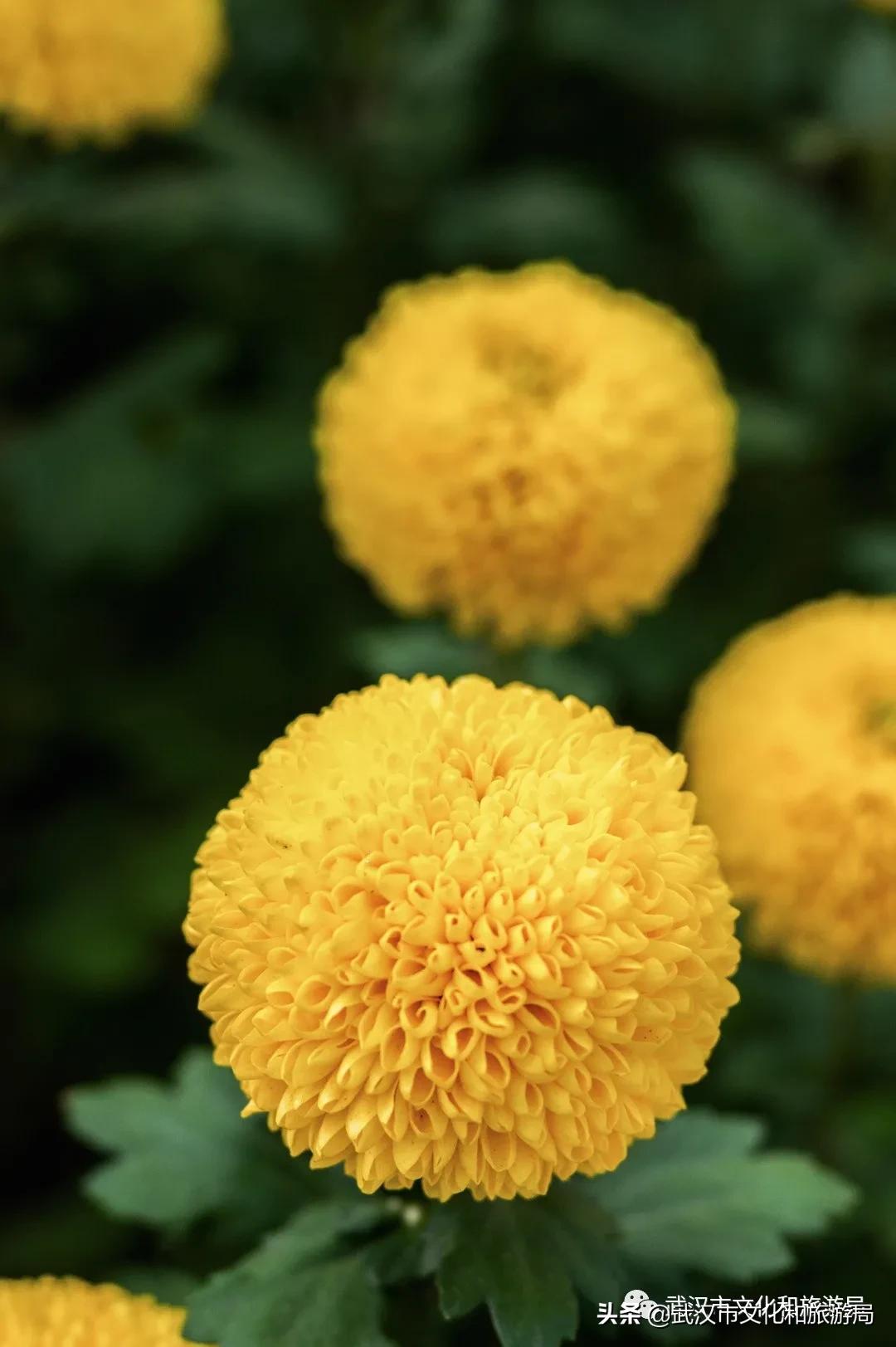 武汉秋天的第一场音乐节,武汉秋天第一场音乐节