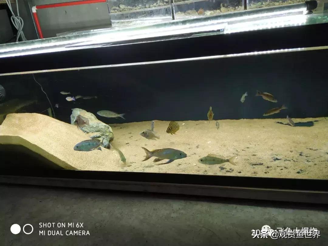 慈鲷蓝波,三湖慈鲷哪些值得养