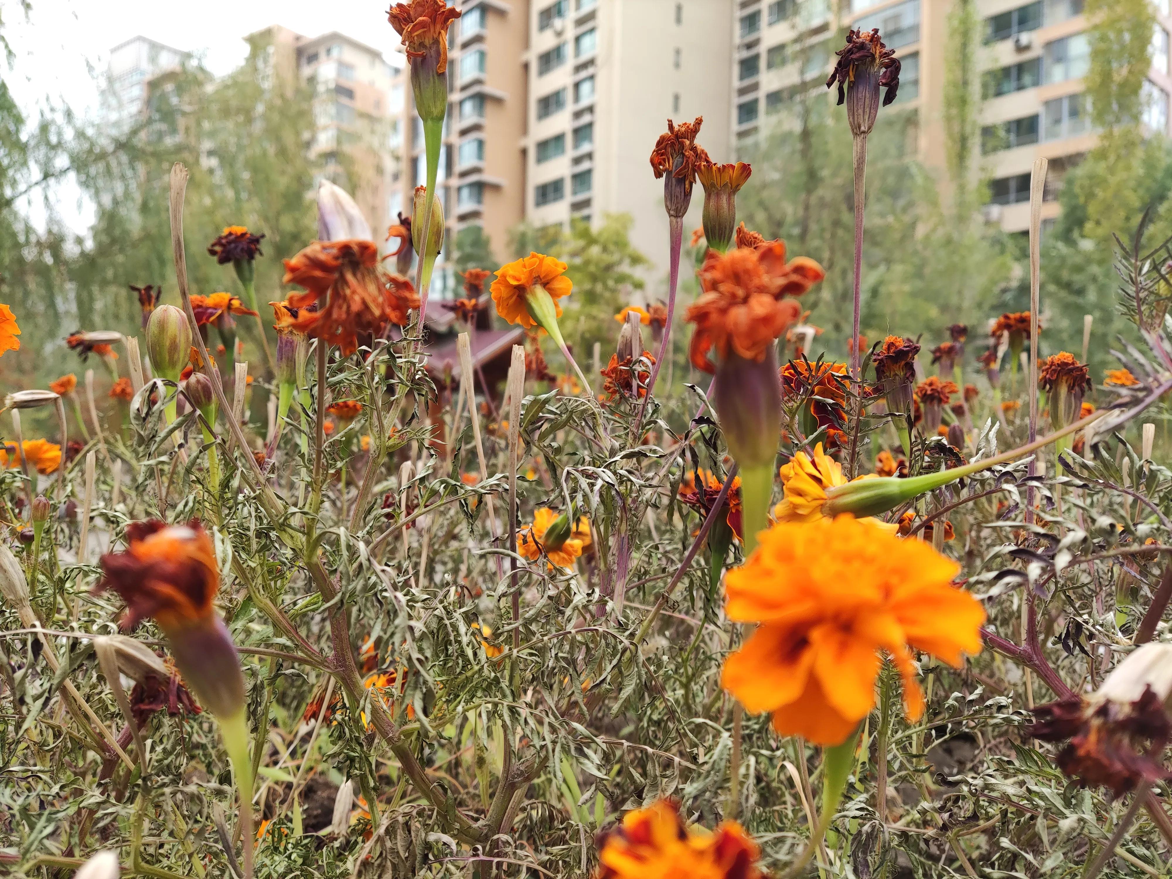 乌鲁木齐市南湖绿化广场附近小区,乌鲁木齐绿化最好的公园