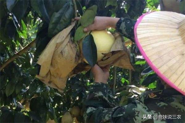 花量过大,橙果开花后如何管理