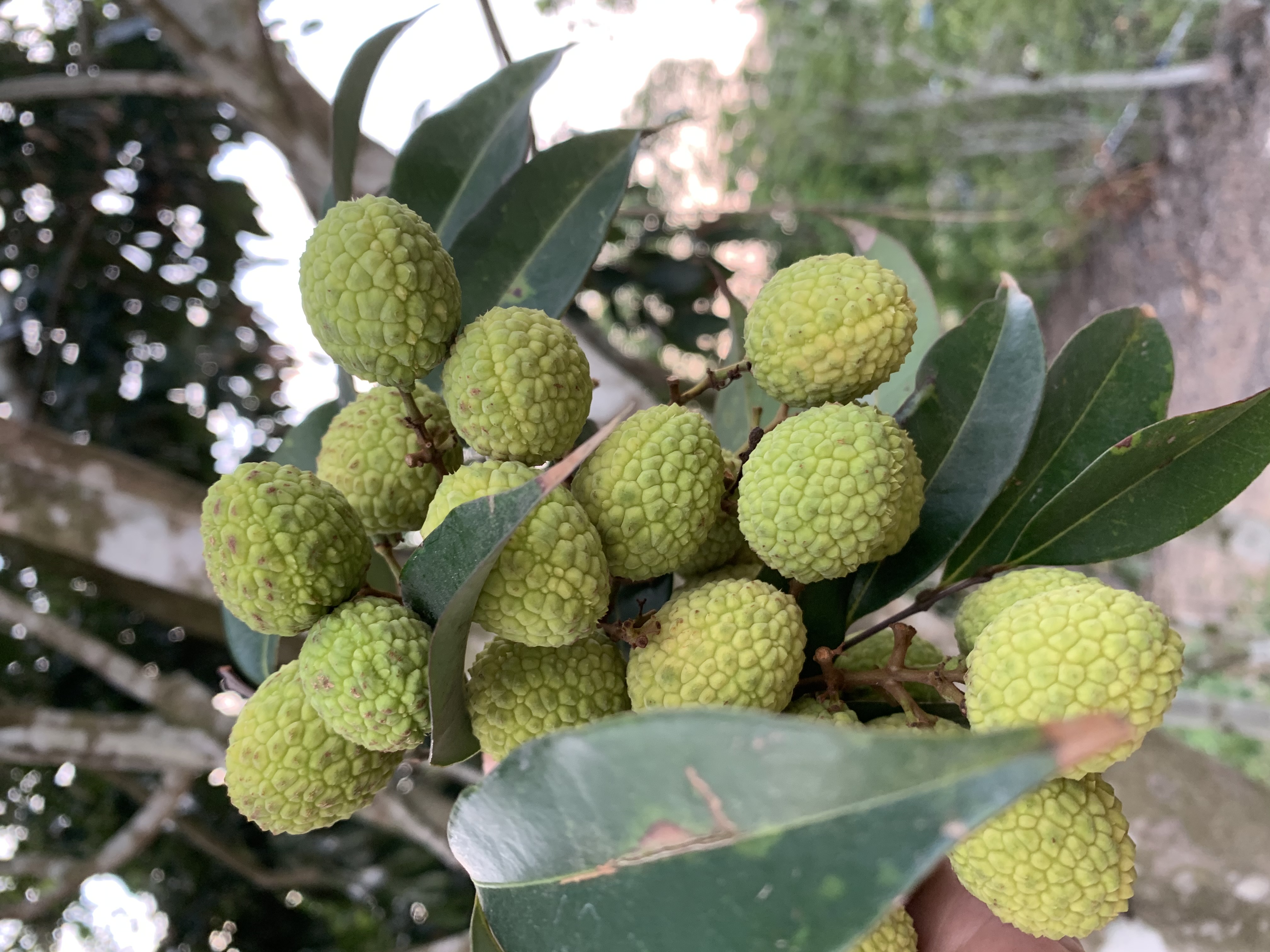 百年荔枝古树探秘,贡园百年古树荔枝