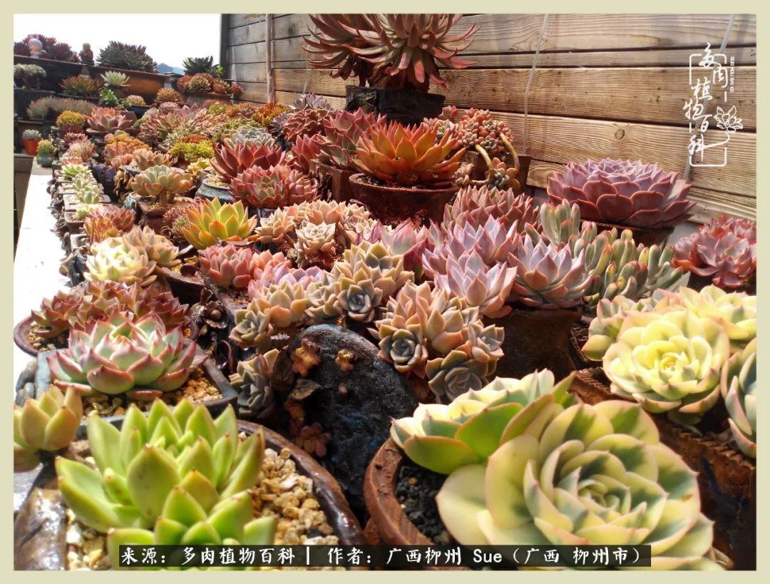 艳阳高照凉爽贵州，我要勤快地捕捉美好！（二）