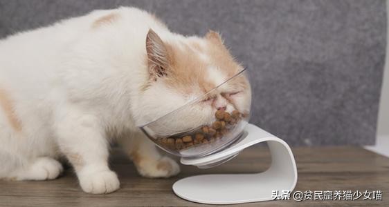 猫咪一般吃什么最好,喵星人喂食指南