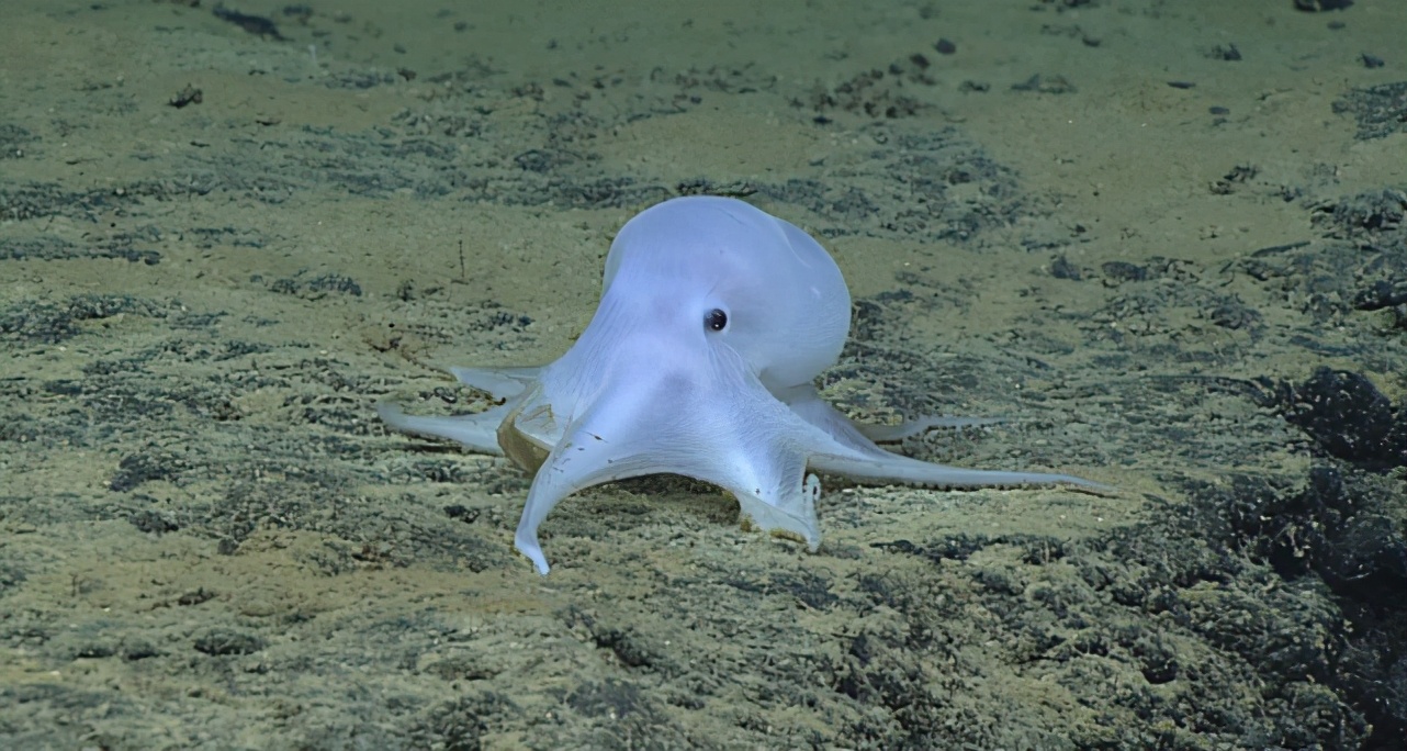 形似外星人的章鱼有多聪明,章鱼可能是最接近外星物种的生物