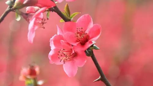 我的单相思,你是我的单相思完整版