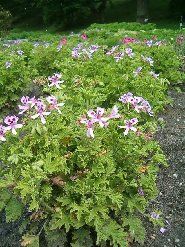 植物防辐射是真的吗,既可吸甲醛也可吸辐射的绿植