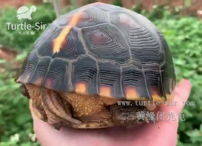 黄缘闭壳龟不冬眠会高背吗,黄缘闭壳龟喂肉能高背么